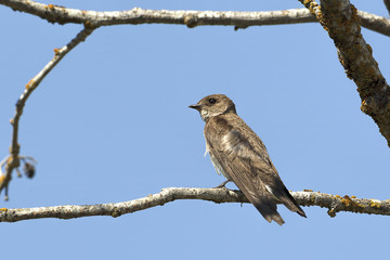 Sideview of small swallow.