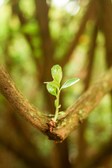 Green leaf  personal growth evolution