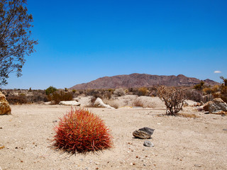 Barrel Cactus In Desert Landscape