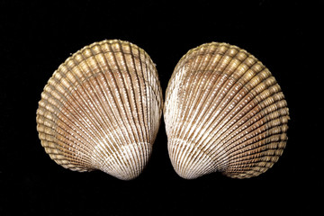 Overview of two cockle clam shells.