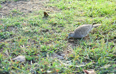 Java Dove on the ground.