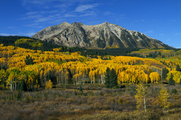 Colorful Aspen in the Rocky Mountains of Colorado