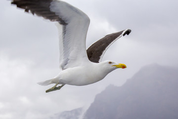Seagull in flight - Bariloche - Argentina