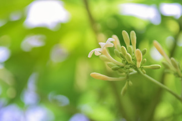 Obraz na płótnie Canvas Papaya flower with Nature background.