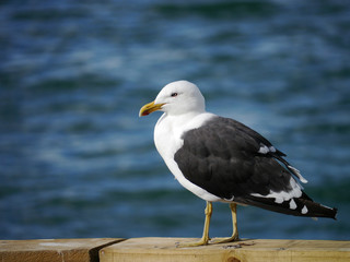 Great Black-Backed Gull with blur background in New Zealand