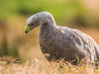Grey Goose