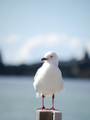 Great Black-Backed Gull with blur background in New Zealand