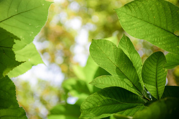 Green leaves in the nature with bokeh background.