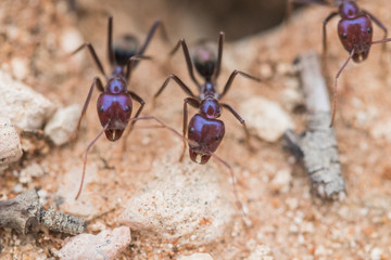 Macro Ants