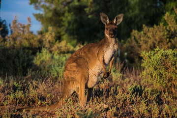 Kangaroo in Mungo National Park