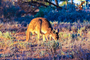 Kangaroo in Mungo National Park