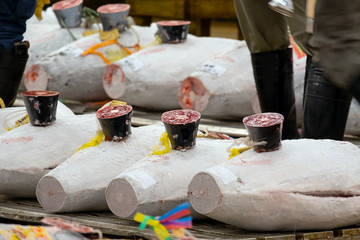 Frozen tuna prepared for the auction at the inner area of Tsukiji Market in Tokyo, Japan