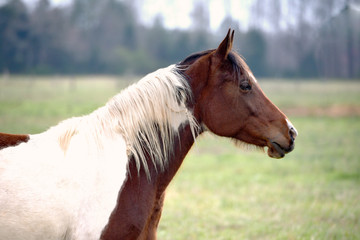 Obraz premium A side view of a brown and white horse.