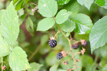 Waldbrombeeren als Hintergrund