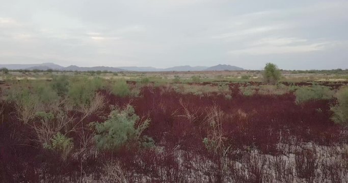 Strange red plants in the Sonoran Desert. Viewed from drone.