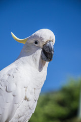 White Cockatoo