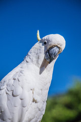 White Cockatoo