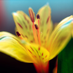 Beautiful macro flowers with blurry bokeh background
