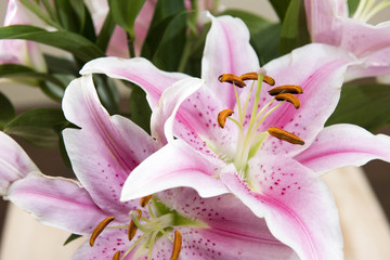 Lilium 'Stargazer' (the 'Stargazer lily') is a hybrid lily of the 'Oriental group'. Oriental lilies are known for their fragrant perfume, blooming mid-to-late summer.
