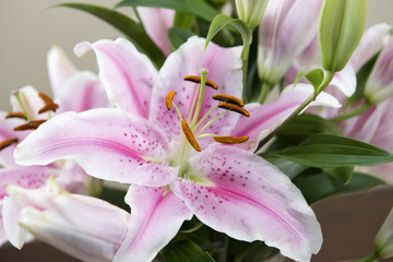 Fototapeta na wymiar Lilium 'Stargazer' (the 'Stargazer lily') is a hybrid lily of the 'Oriental group'. Oriental lilies are known for their fragrant perfume, blooming mid-to-late summer.