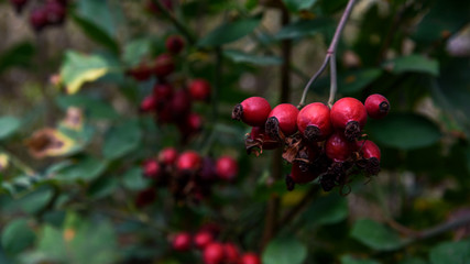 Fototapeta premium Closeup of dog-rose berries briar fruits Rosa canina