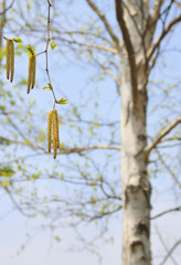 白樺　尾状花序　素材
