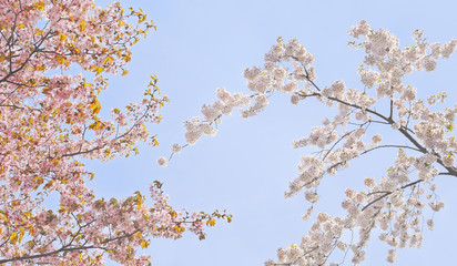 桜　春　素材
