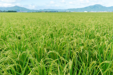 【新潟県新潟市】越後平野の水田