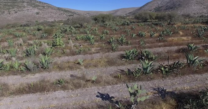 Maguey agave organic fields 