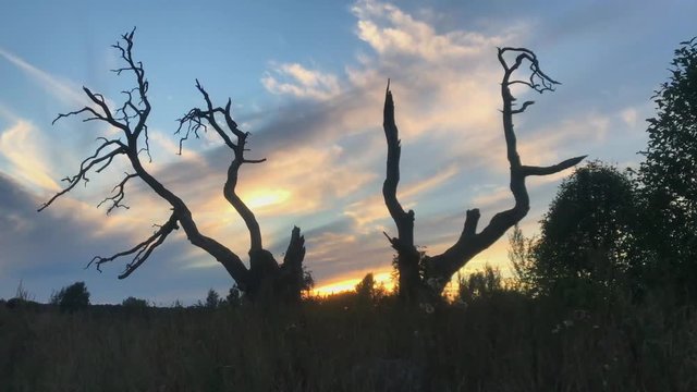 Old tree in the sunset