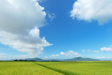 【新潟県新潟市】越後平野の水田から弥彦山、角田山の見える風景