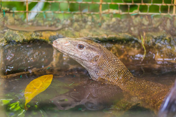 Lizzard in Water