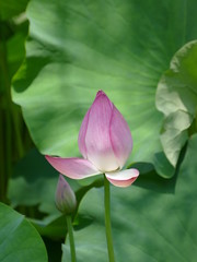 大賀ハス　つぼみ