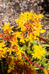 Wildflowers Breckenridge Colorado