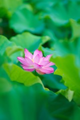 Fototapeta premium Ancient Lotus blooms in the morning 