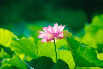 Obraz premium Ancient Lotus blooms in the morning 