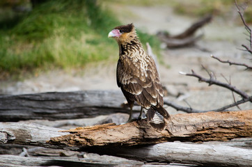 birds