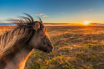 Icelandic horse enjoys a sunset