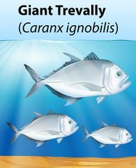 Giant Trevally poster concept