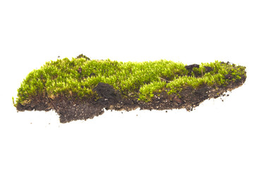 moss isolated on white background