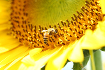 ミツバチとひまわり