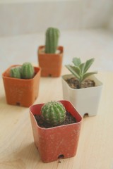 Collection of various cactus and succulent plants. Potted cactus house plants on brown wood table.