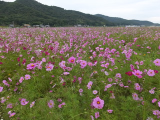 コスモス畑