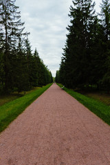 Road pushkin russia