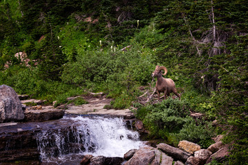A Big horned Sheep posing in front of a waterfall