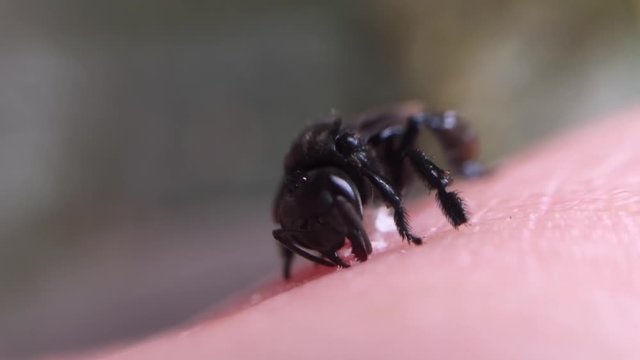 Macro shot of a black bee biting a man's finger to tear a small portion of the epidermis.
