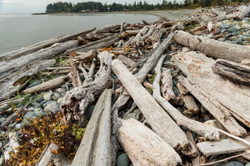 Driftwood on the beach