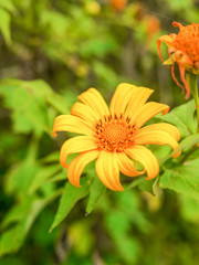 Mexican tournesol flower