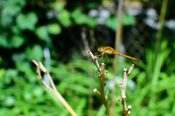 Dragonfly in green garden natural background