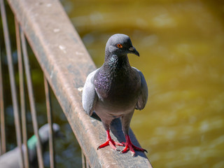 Close up brown pigeon with blur background